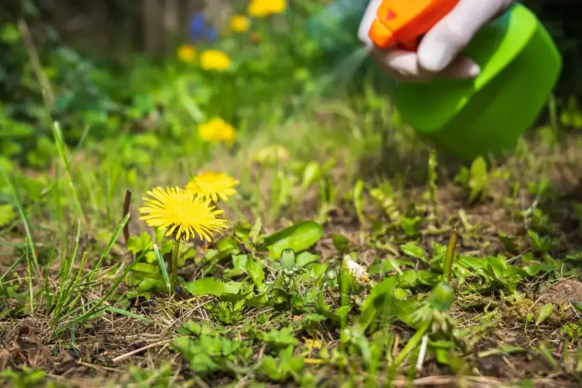 Landscaper spraying vinegar on weeds.