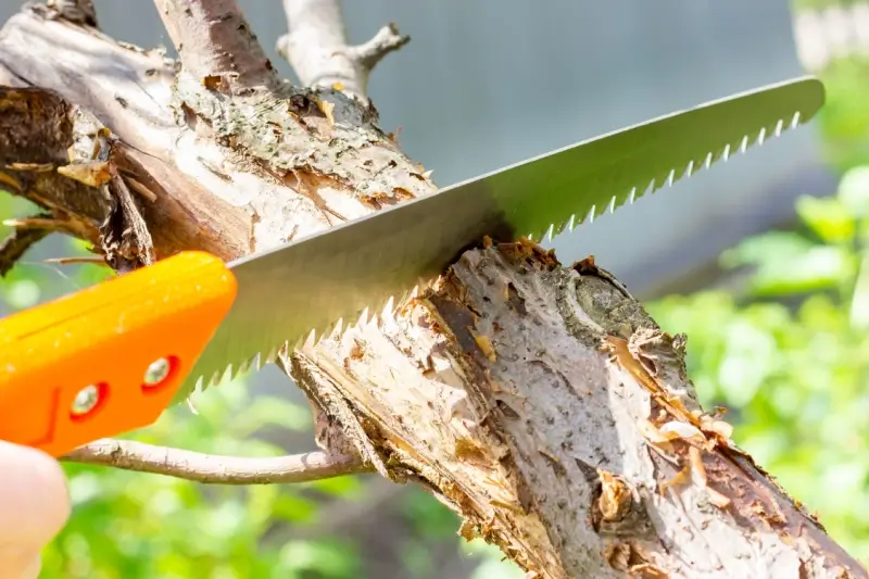 Landscaper pruning tree on commercial property.