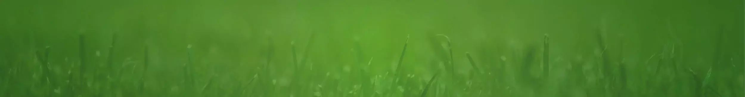 Blades of grass against green background.