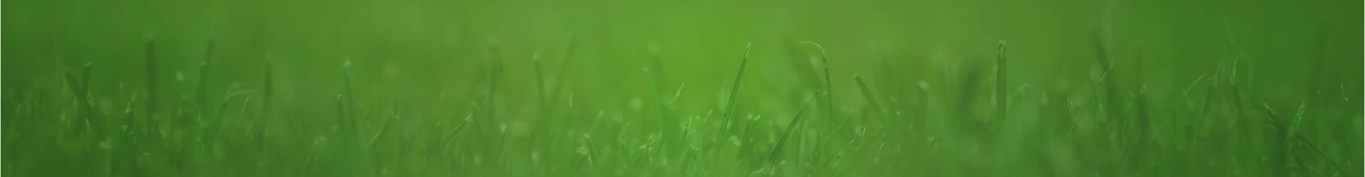 grass background