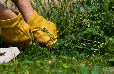 Person wearing gloves pulling weeds.