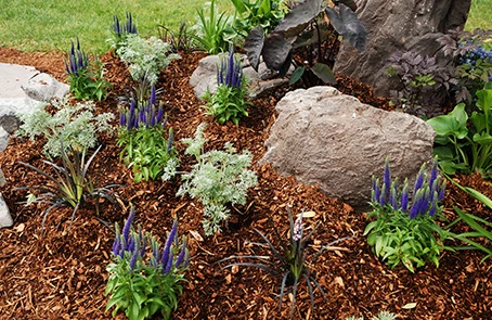 Freshly mulched flower bed.