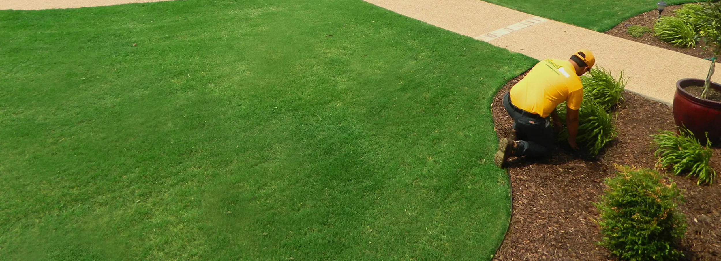 Grounds Guys associate planting shrub in mulch next to lush green lawn.