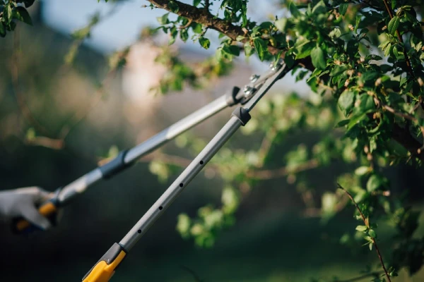 tree pruning