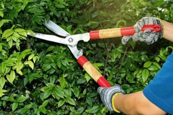 person pruning a bush