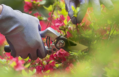 Gloved hands using pruning shears to prune a bush with pink flowers.