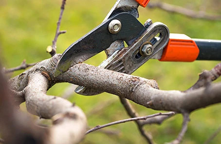 Tool cutting dead tree branch.